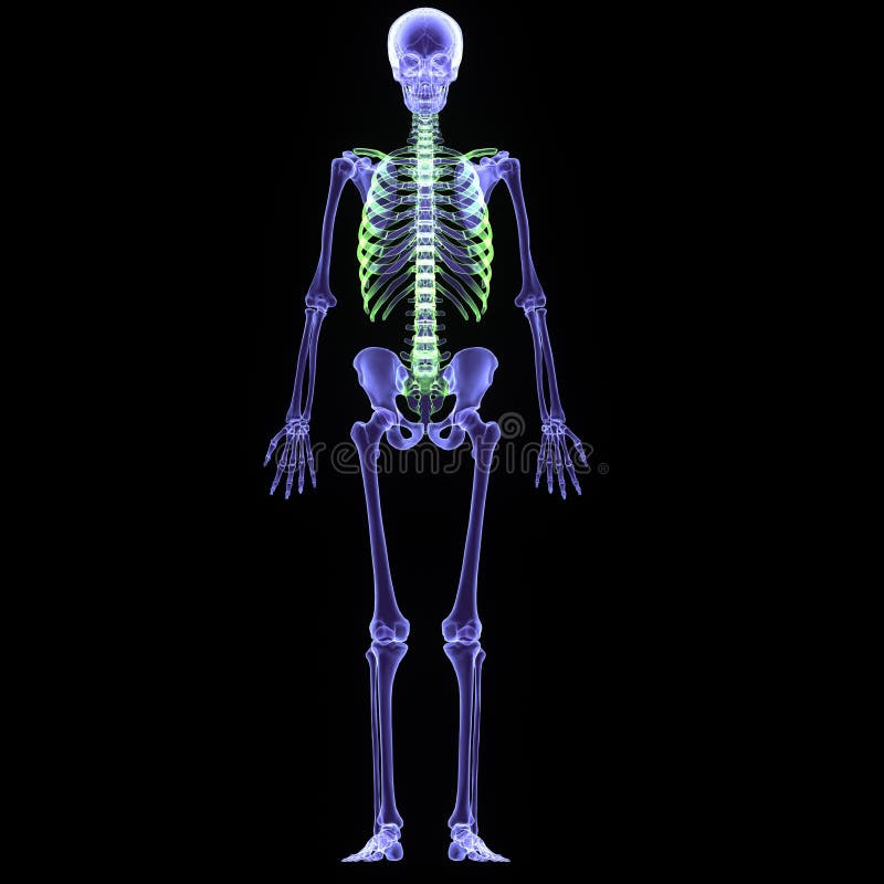 3d illustration human body skeleton vector illustration