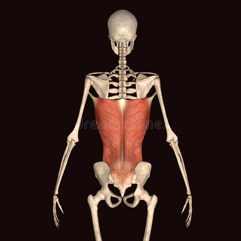 3d illustration human body skeleton stock illustration