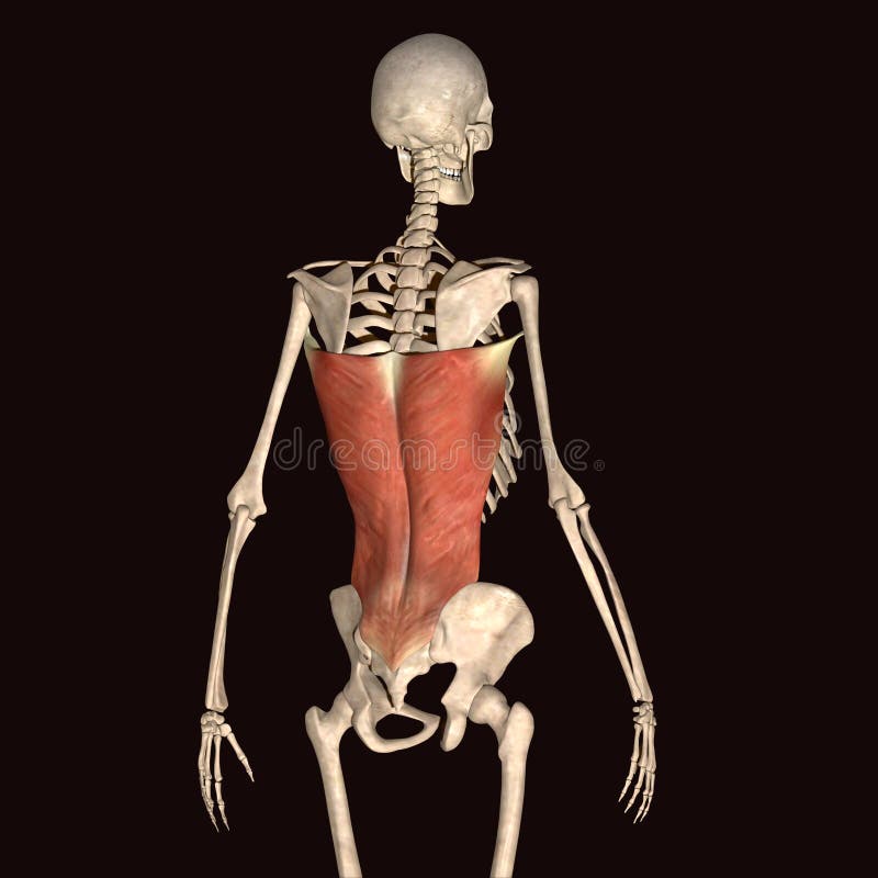 3d illustration human body skeleton stock illustration