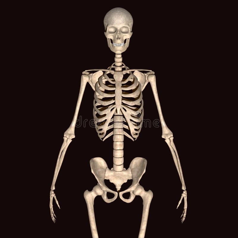 3d illustration human body skeleton stock illustration