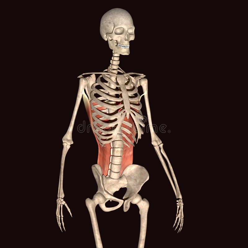 3d illustration human body skeleton stock illustration