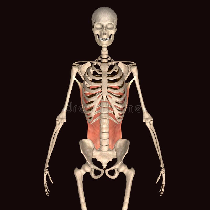 3d illustration human body skeleton royalty free illustration
