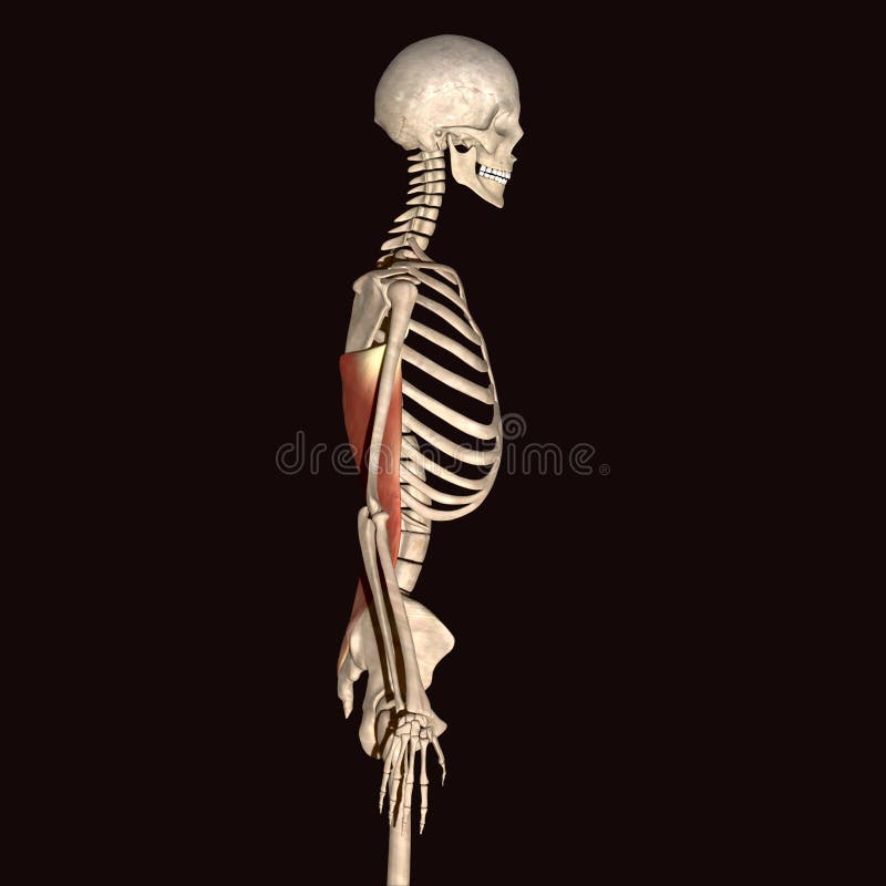 3d illustration human body skeleton vector illustration