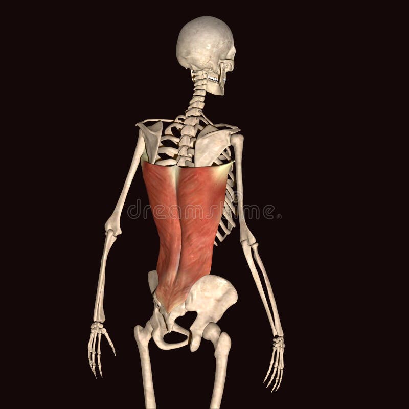 3d illustration human body skeleton stock illustration