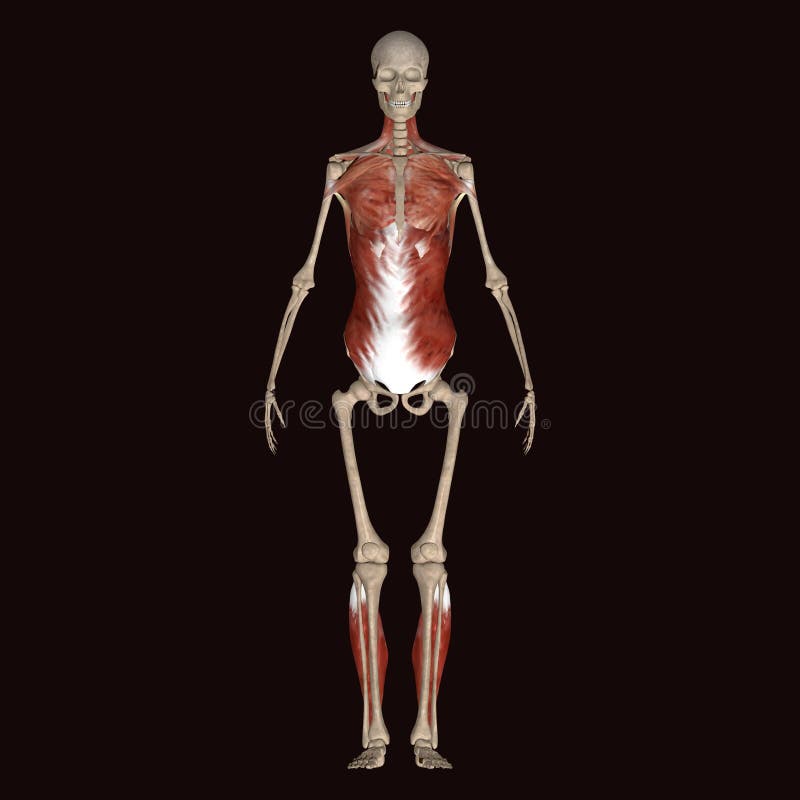 3d illustration human body skeleton royalty free illustration