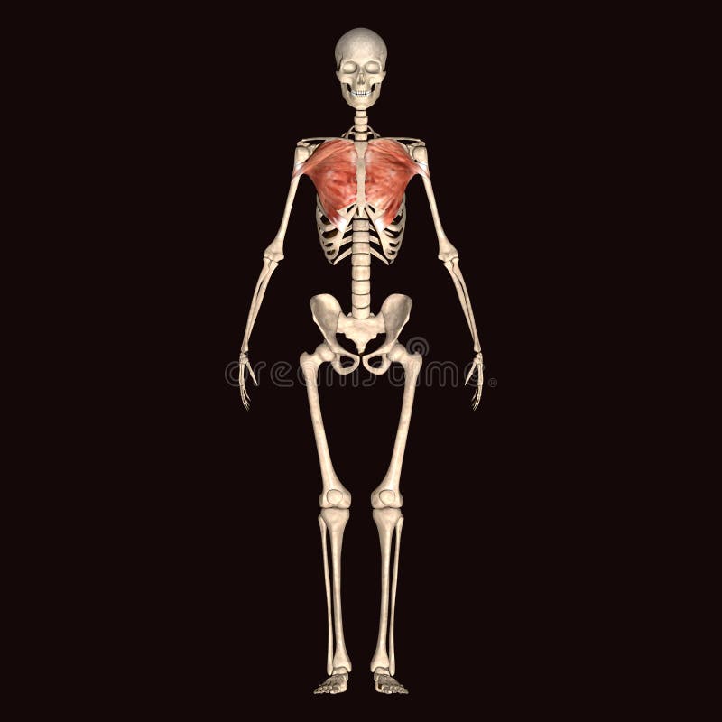 3d illustration human body skeleton vector illustration