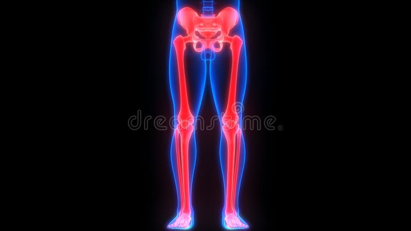 Human Body Skeleton System Lower Limbs Bone Joints Anatomy Stock Biology Diagrams