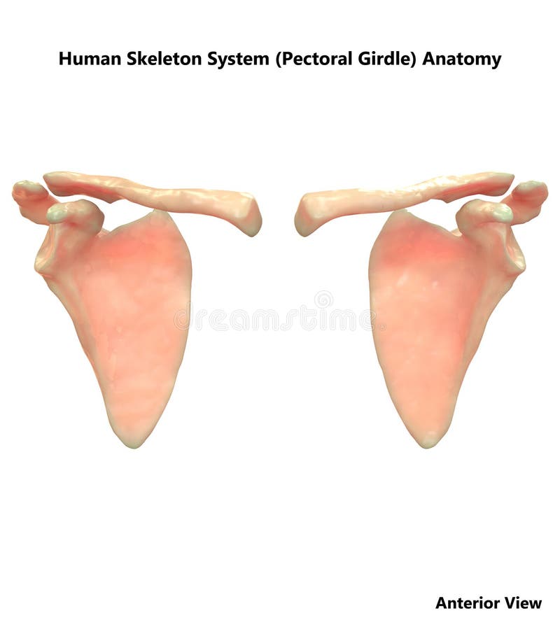 https://thumbs.dreamstime.com/b/d-illustration-human-body-skeleton-system-pectoral-girdle-anatomy-human-body-skeleton-system-pectoral-girdle-anatomy-134223839.jpg