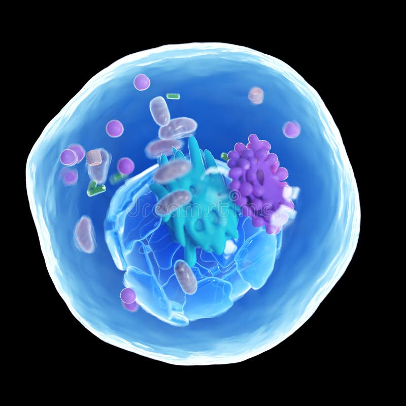 Trojrozmerný ilustrácie z človek bunka.