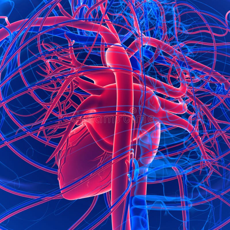 Heart And Circulatory System Stock Vector - Illustration of pump, life ...