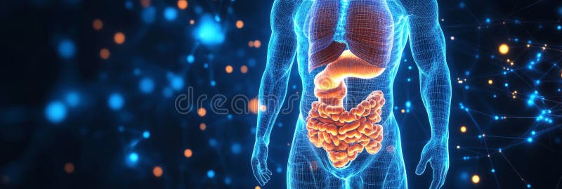 3D Illustration of the Human Digestive System on a Blue Background with Connecting Lines stock illustration