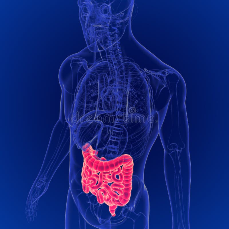 3D Illustration of Human Digestive System Large and Small Intestine Anatomy royalty free illustration