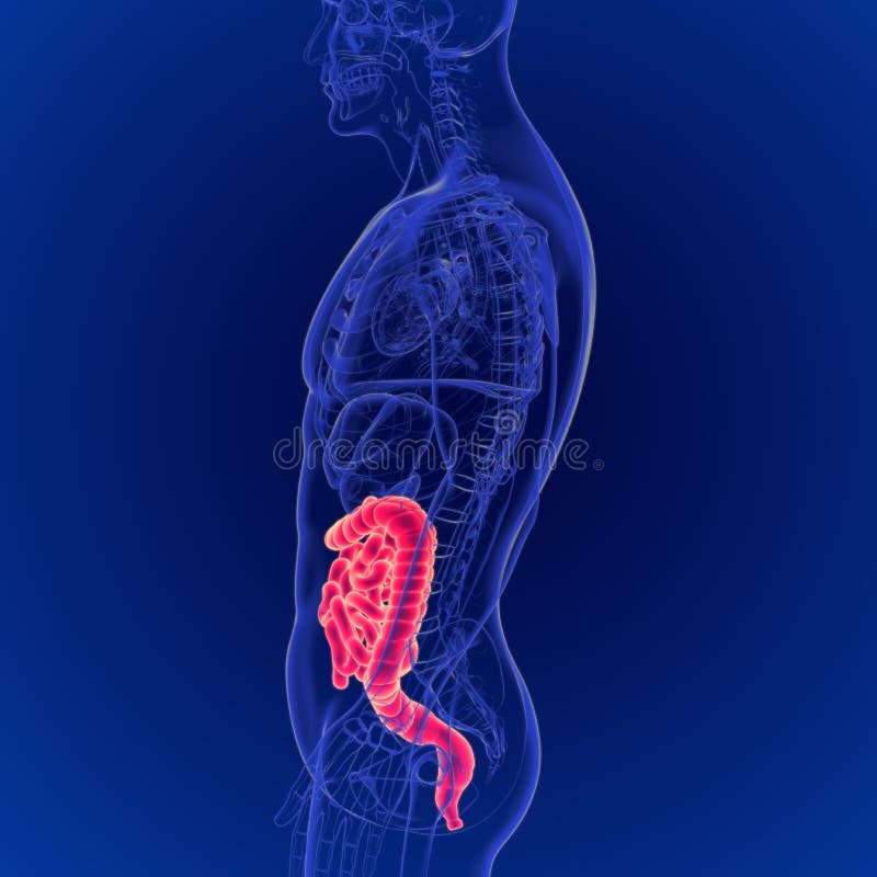 3D Illustration of Human Digestive System Large and Small Intestine Anatomy stock illustration