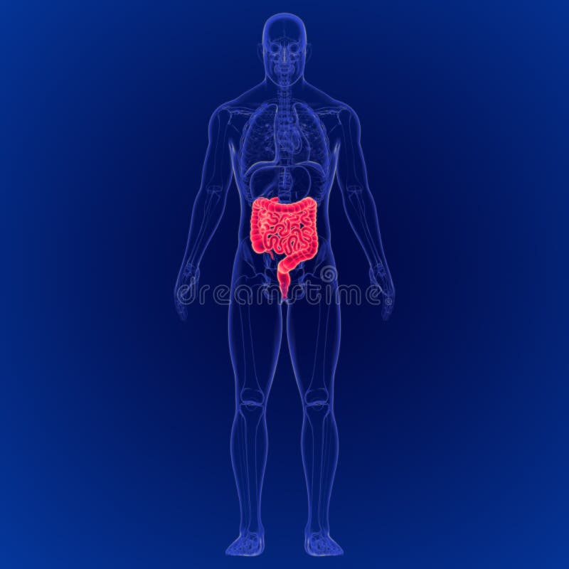 3D Illustration of Human Digestive System Large and Small Intestine Anatomy stock illustration