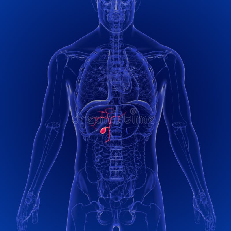 3D Illustration of Human Gallbladder Anatomy 3D Rendering for Medical ...