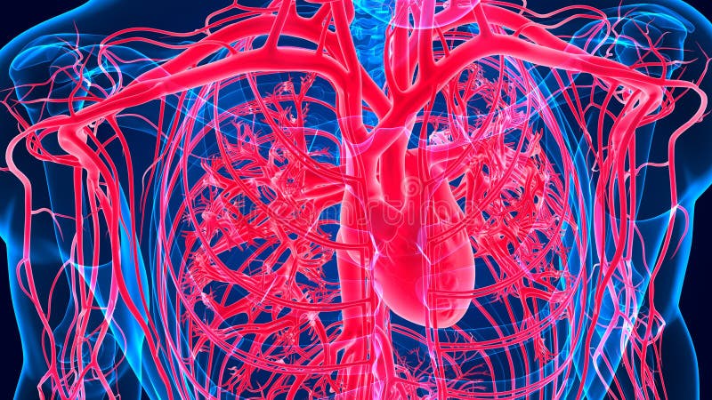 3D Illustration Human Heart Anatomy with Circulatory System Stock ...