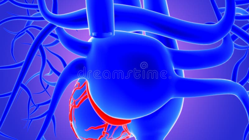 3d Illustration Human Heart Anatomy Coronary Arteries Stock ...