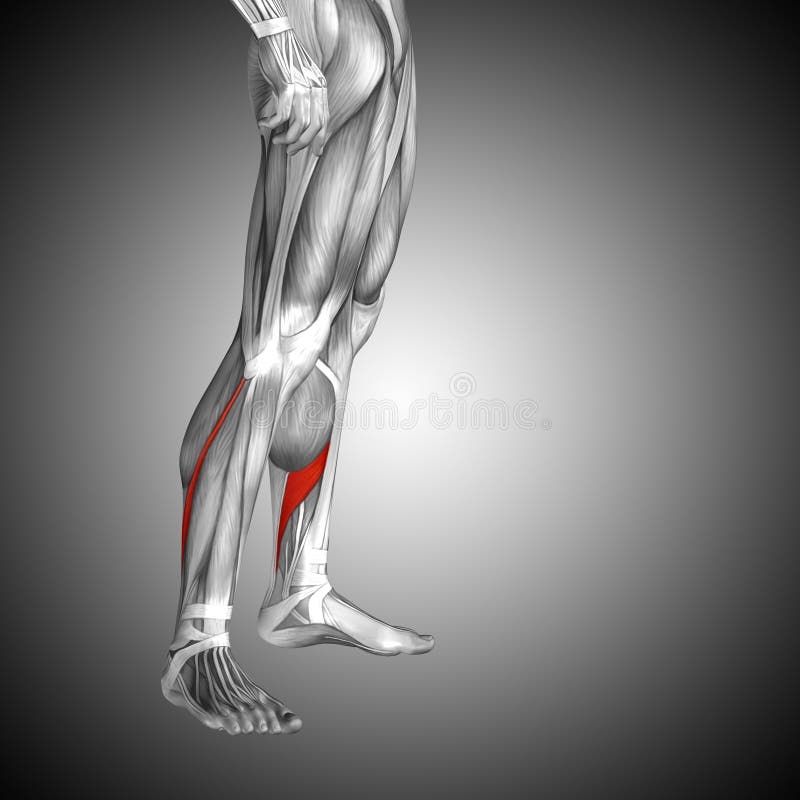 Vastus medialis