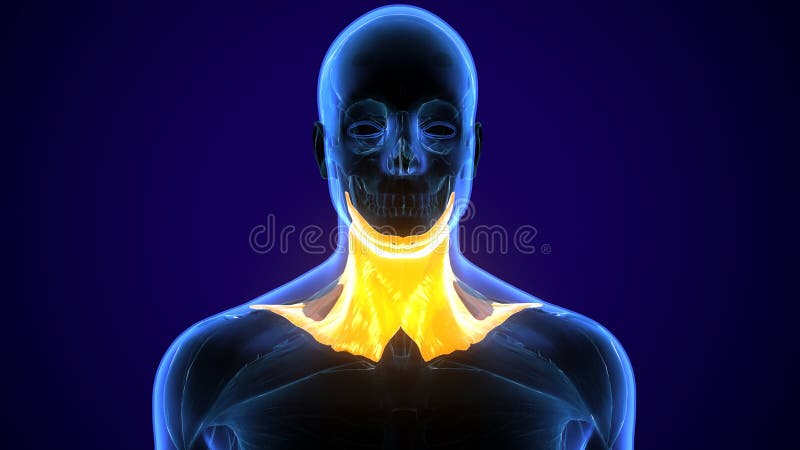 3d Illustration of Human Neck Muscle Anatomy for the Education. Stock ... Biology Diagrams