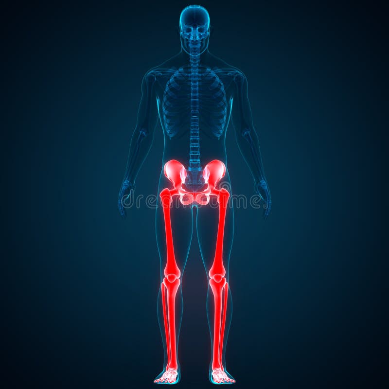 Human Skeleton System Lower Limbs Anatomy Stock Illustration ... Biology Diagrams