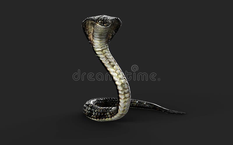 King Cobra the World`s Longest Venomous Snake Isolated on Dark Background  with Clipping Path Stock Illustration - Illustration of dreadful, devil:  184120584