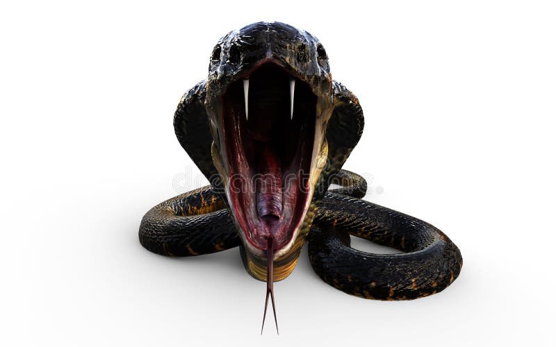 King Cobra the World`s Longest Venomous Snake Isolated on Dark Background  with Clipping Path Stock Illustration - Illustration of dreadful, devil:  184120584