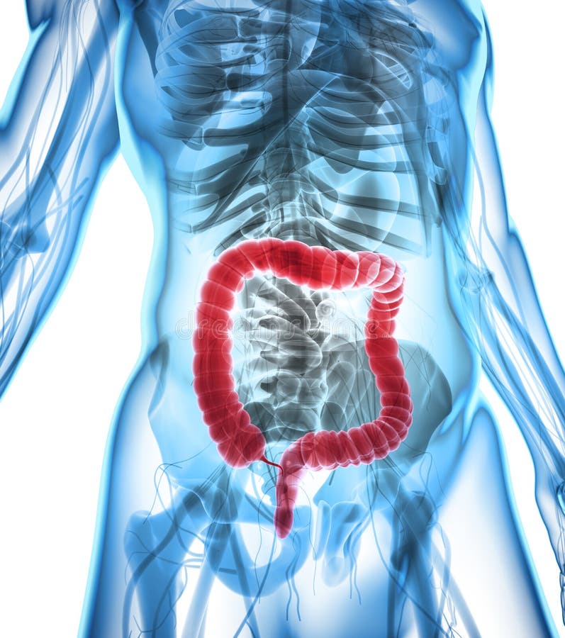 3D illustration of Large Intestine. vector illustration