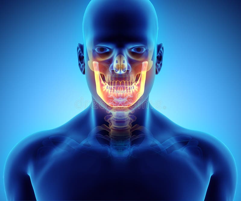 3D illustration of Mandible, medical concept.