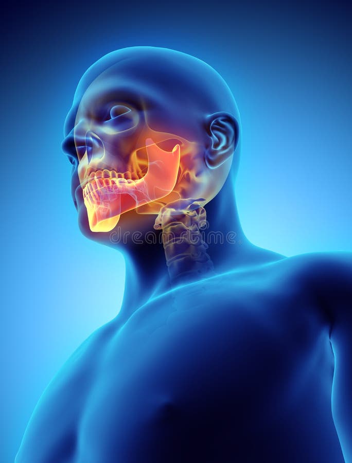 3D illustration of Mandible, medical concept.