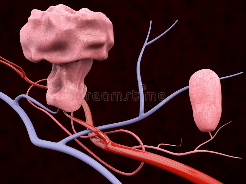 3d Illustration of Polyp with Blood Veins, isolated black background vector illustration 3d Illustration of Polyp with Blood Veins, isolated black background vector illustration