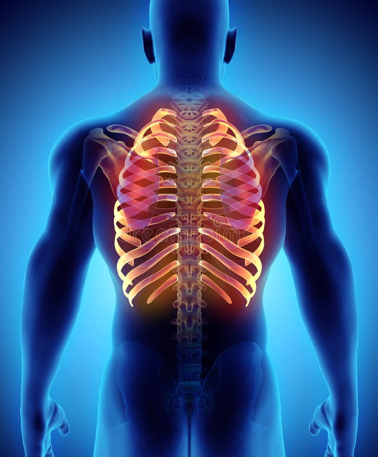 3D Illustration of Ribs, Medical Concept. Stock Illustration