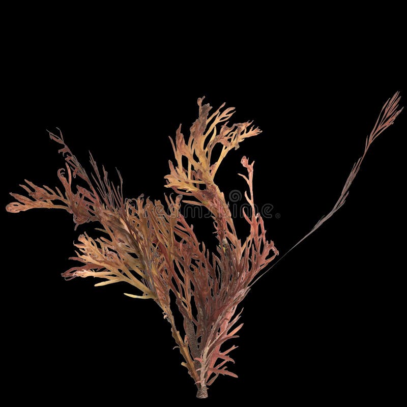 Open Cream Jar Algae. Flowers, Black Stones And Seaweed Decoration. Windows  Background. Front View Stock Photo, Picture and Royalty Free Image. Image  40645983.