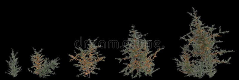 3d illustration of set hippophae rhamnoides isolated on black background