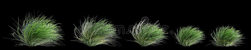 3d illustration of set Ophiopogon japonicus bush isolated on black background premium