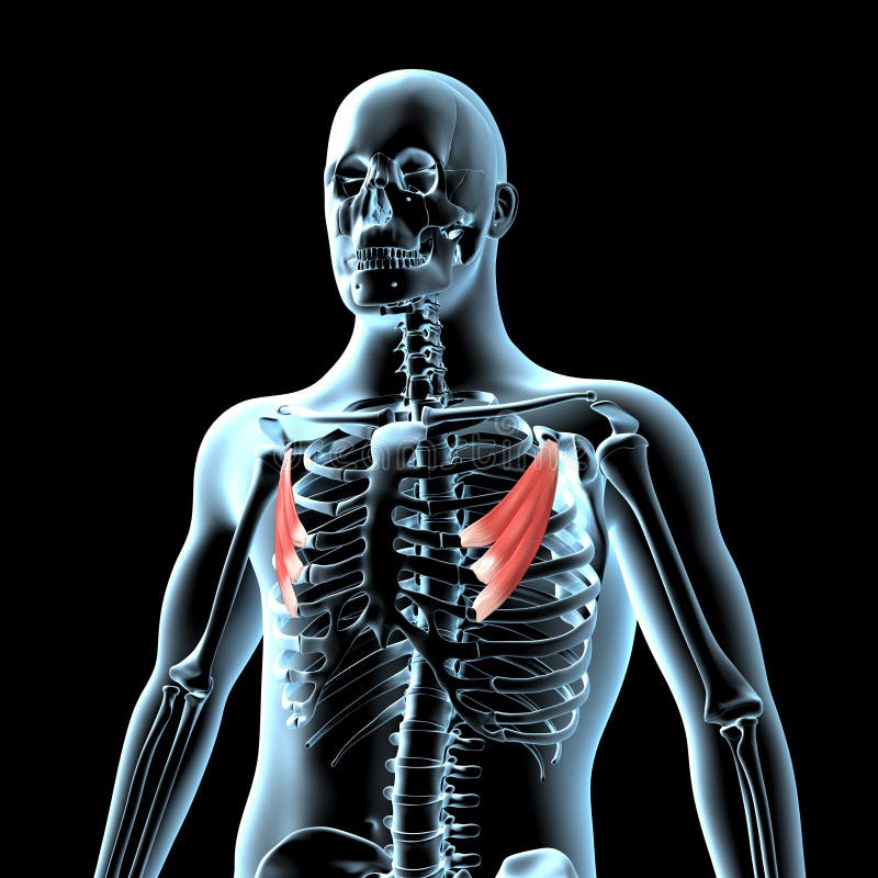 3d illustration of the pectorals minor muscles anatomical position on xray body