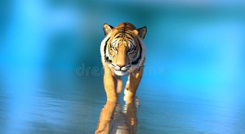 Tiger In Water On Blue Background 3D Illustration Stock Illustration -  Illustration Of Wildlife, Mammal: 235013288