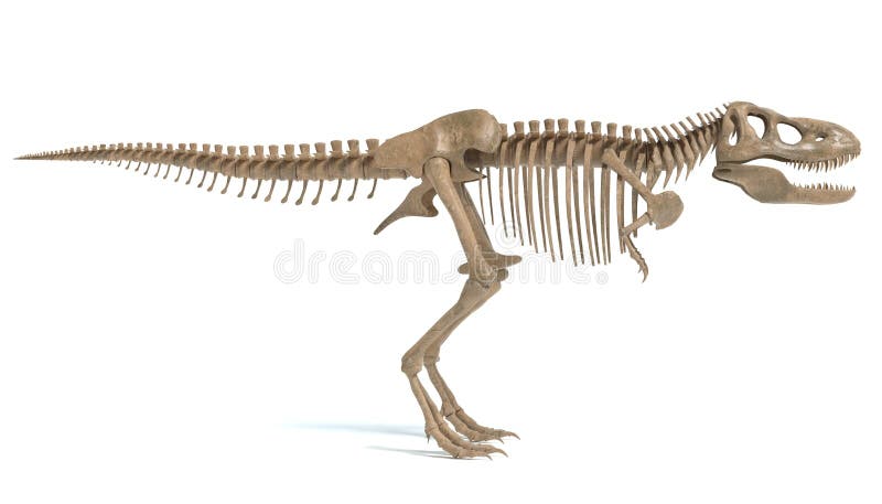 T Rex Skeleton Side View