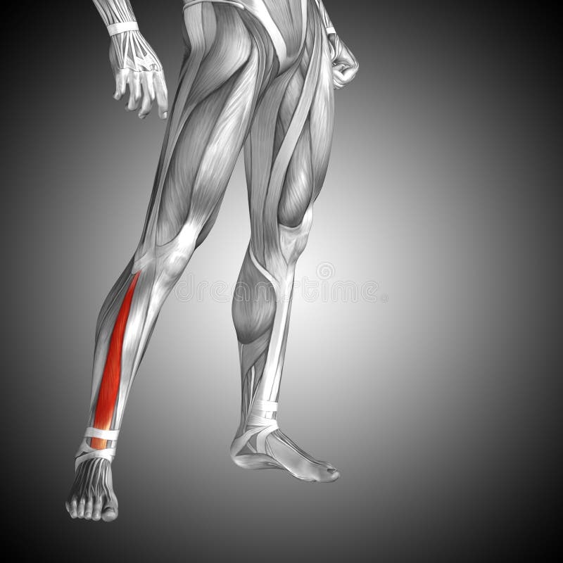 3d Illustrazione Anatomia Della Gamba Umana O Anatomia E Muscolo