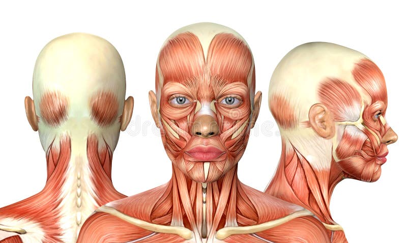 3d ilustracja anatomii mięśnia głowy kobiety z przodu i z boku