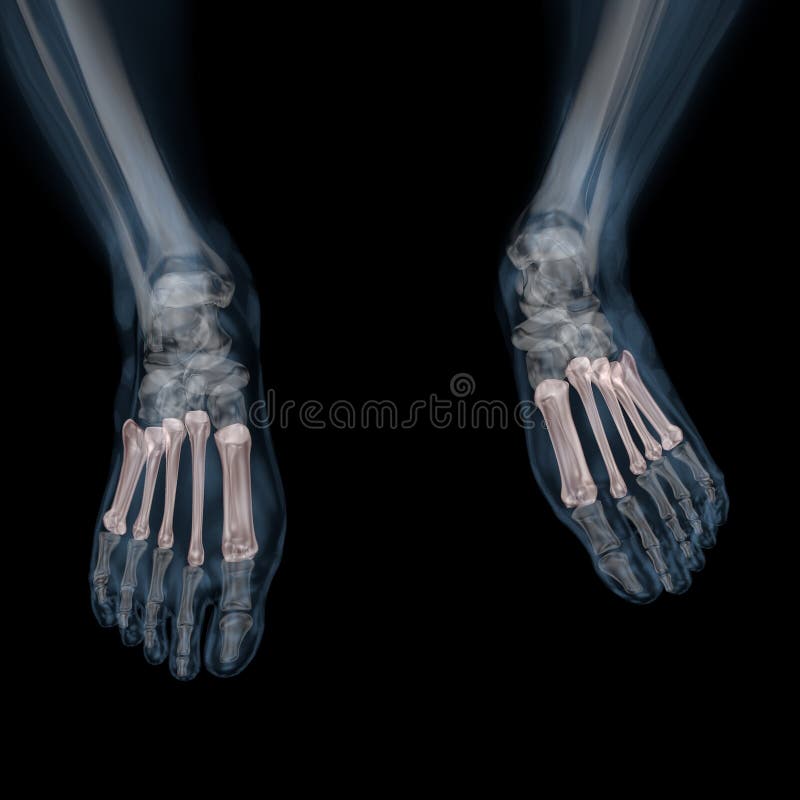 3d ilustracja ciała ludzkiego kośćcowy metatarsal royalty ilustracja 3d ilustracja ciała ludzkiego kośćcowy metatarsal royalty ilustracja