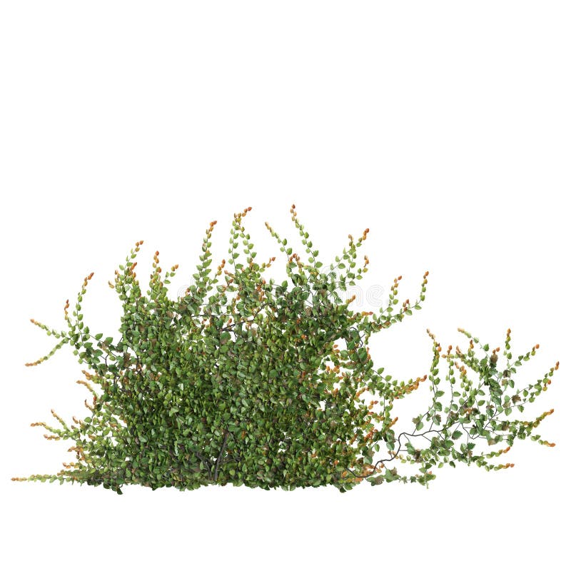 3d ilustracja ficus pumila creeper izolowana na białym tle. 3d ilustracja ficus pumila creeper wyizolowanego na białym tle premium