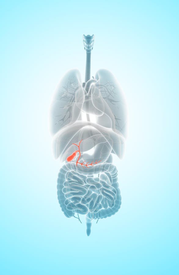 3D ilustracja męski Gallbladder royalty ilustracja 3D ilustracja męski Gallbladder royalty ilustracja
