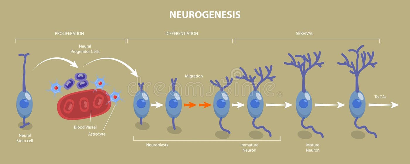 Sensory Neuron Motor Neuron Interneuron Stock Illustrations 16 Sensory Neuron Motor Neuron Interneuron Stock Illustrations 16