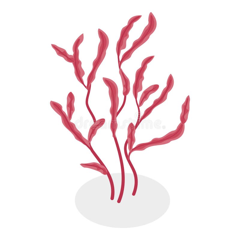 3D Isometric Flat Vector Set of Seaweeds. Item 4 vector illustration
