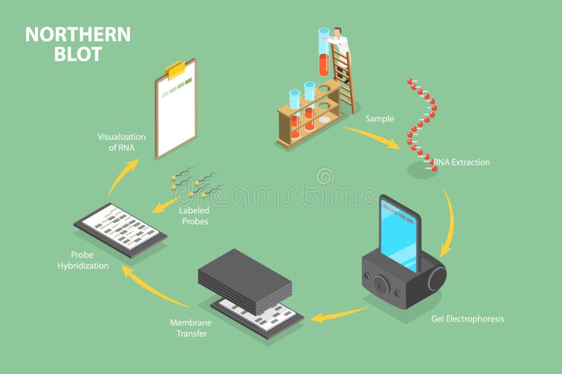 3d isometrisk plan vektor - begreppsmässig illustration av nordblot stock illustrationer