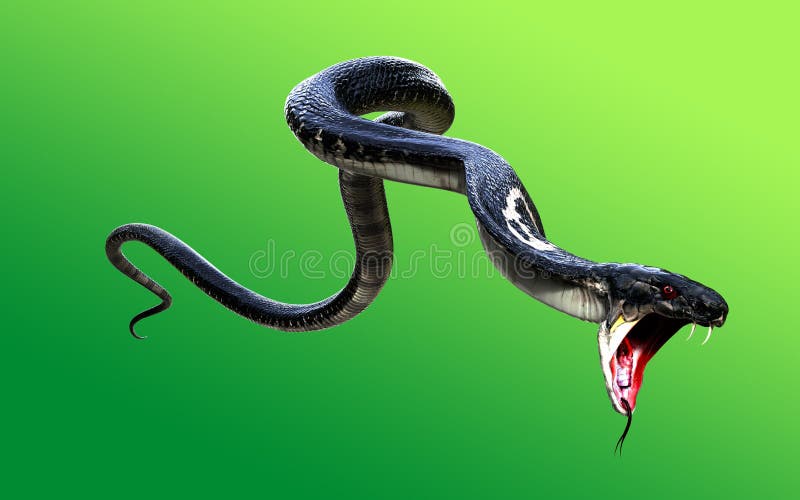 King Cobra the World`s Longest Venomous Snake Isolated on Dark Background  with Clipping Path Stock Illustration - Illustration of dreadful, devil:  184120584