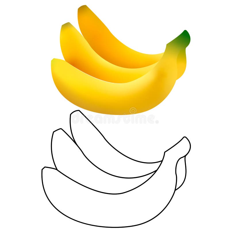 https://thumbs.dreamstime.com/b/d-line-vector-realistic-illustration-bunch-bananas-banana-isolated-white-background-icon-201640109.jpg