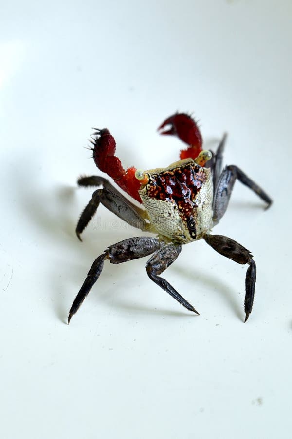 Tiger crab stock image. Image of thorax, brachyura, hidden 125709417