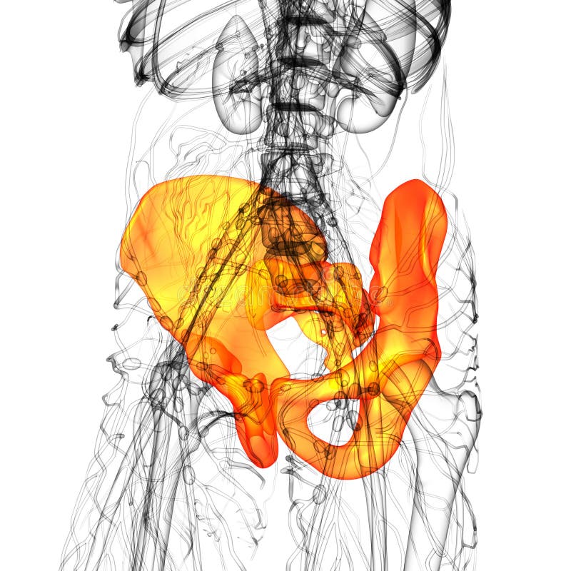 3D medical illustration of the pelvis bone - side view