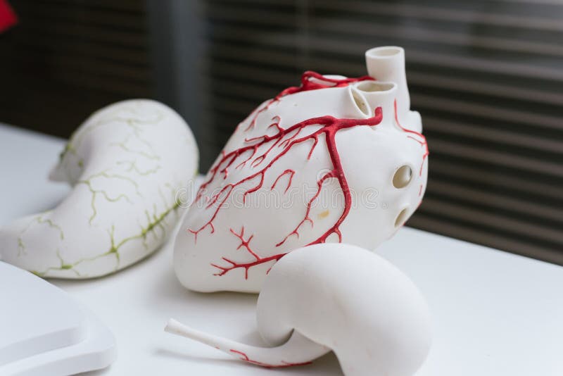 3d models of organs. Printed on a 3D printer heart. 3d models of organs. Printed on a 3D printer heart.